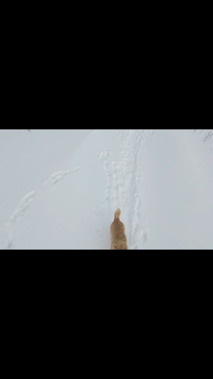 Магадан дроны в LOOKY. . Собаки пвошники на з...