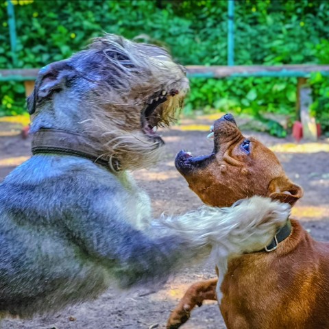 BuchTheStaffy в LOOKY. . 