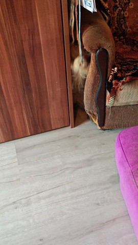 shpitz_moscow_sweta в LOOKY. . У нас сегодня кто то...