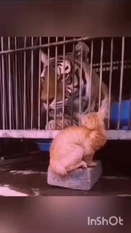 Kitty в LOOKY. . Главное в жизни не б...