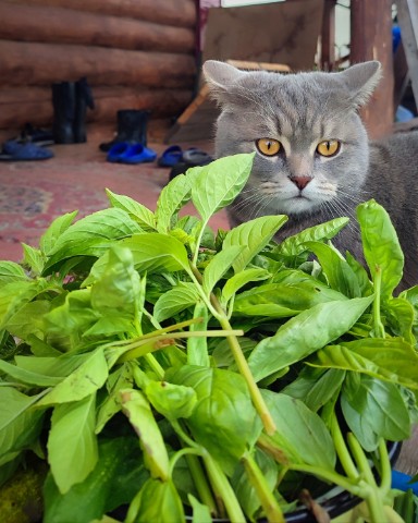 Looky_1721821026361 в LOOKY. #котиклямур,#кот,#дачазг,#урожай. Мой милый помощник #...