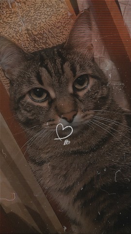 Looky_1696017798974 в LOOKY. . 🐱💛