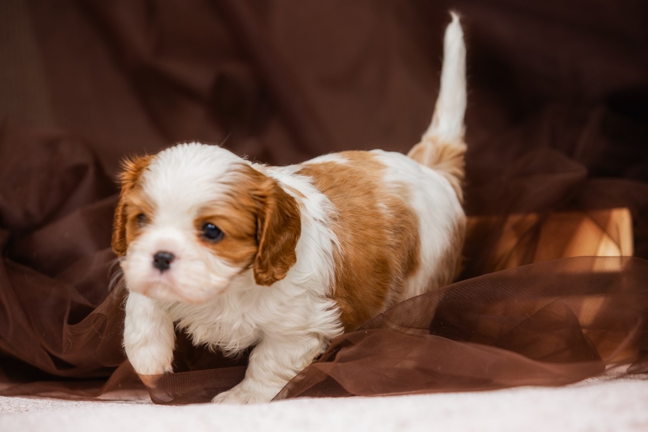 puppengame в LOOKY. #puppy. 23 марта во всём мир...