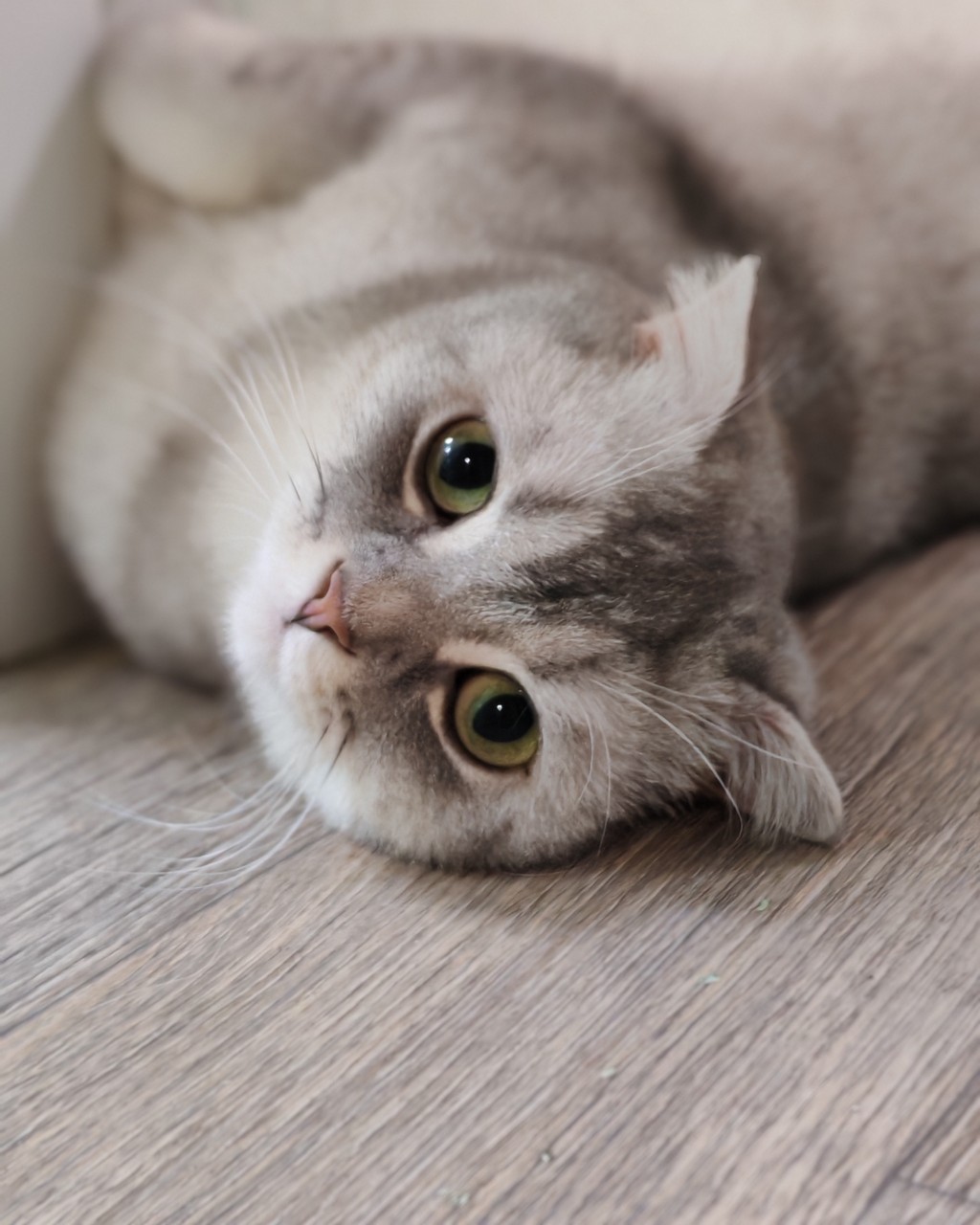 Vikilife в LOOKY. #философиясчастья,#котоконтент,#котейка. Плюшевого контента в...
