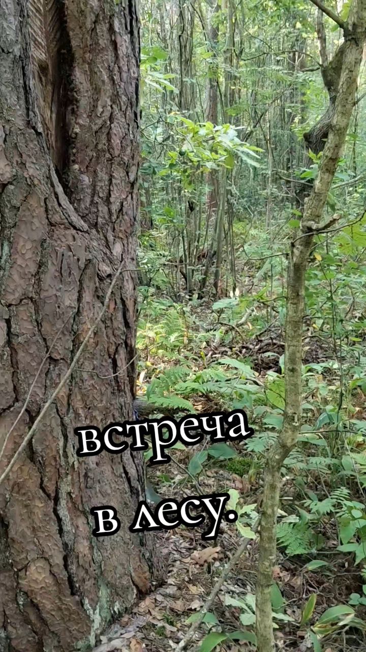 бабушка Оля в LOOKY — #юморок