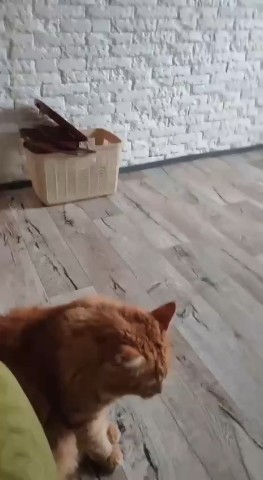 Вячеслав Кузнецов в LOOKY — Доброе утро