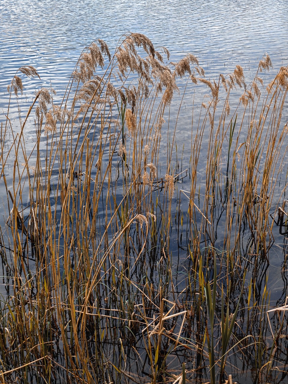 poboruev_landscape в LOOKY. #природа,#озеро,#трава,#берег,#вода,#холодно,#река. Неласковый май 25-го...