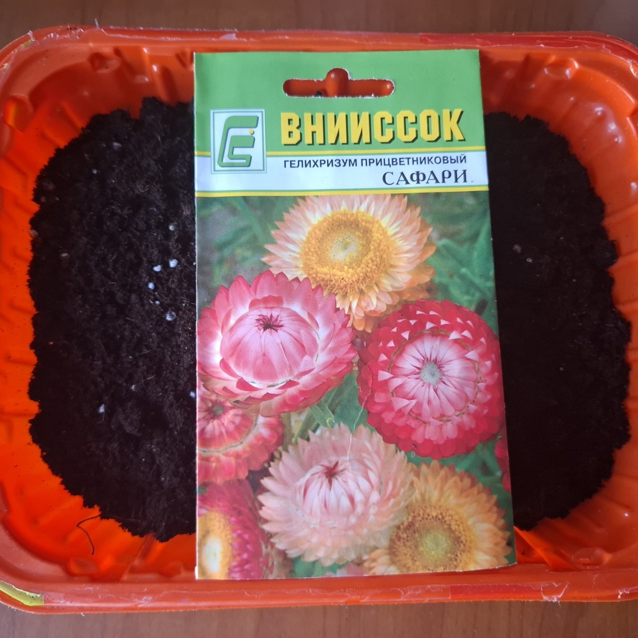 Посадила 09.03.2025 г. в рамках тестирования #лето_с_внииссок2025 🏵️Гелихризум прицветниковый Сафари от ФНЦ Овощеводства ВНИИССОК  
Также известен как бессмертник, цветки у него яркие и долговечные.
Семена не мелкие, удобно было сажать.
Грунт испольвовала торфяной для садово-огородных культур. 
Семена помещала на глубину 0.5 см. и слегка присыпала землей. 
Полила водой комнатной температуры с добавленным универсальным удобрением на основе биогумуса. 
Температура воздуха для проращивания семян +25С.
 
#Любимая_дача🏡 #Дачные_дела📑 #Дача_как_много_в_этом_слове #Цветоводческий_успех🌹 #Дачный_сезон_2025 #ДД_семена #ДД_тестирование #ДД_тестирование_внииссок #ДД_семена #ДД_цветы #Семена #лето_с_внииссок2025