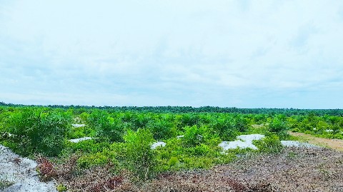 Plantation channel в LOOKY. #plantations. Oil palm plantations...