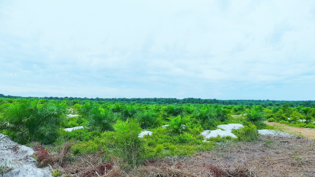 Oil palm plantations in Indonesia 
#plantations 
Please help donate to support this channel. Thank you, donate link  https://saweria.co/Dulkarim
