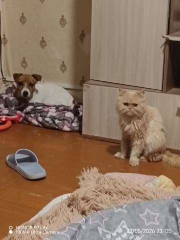 Ketttrinnn в LOOKY. . 