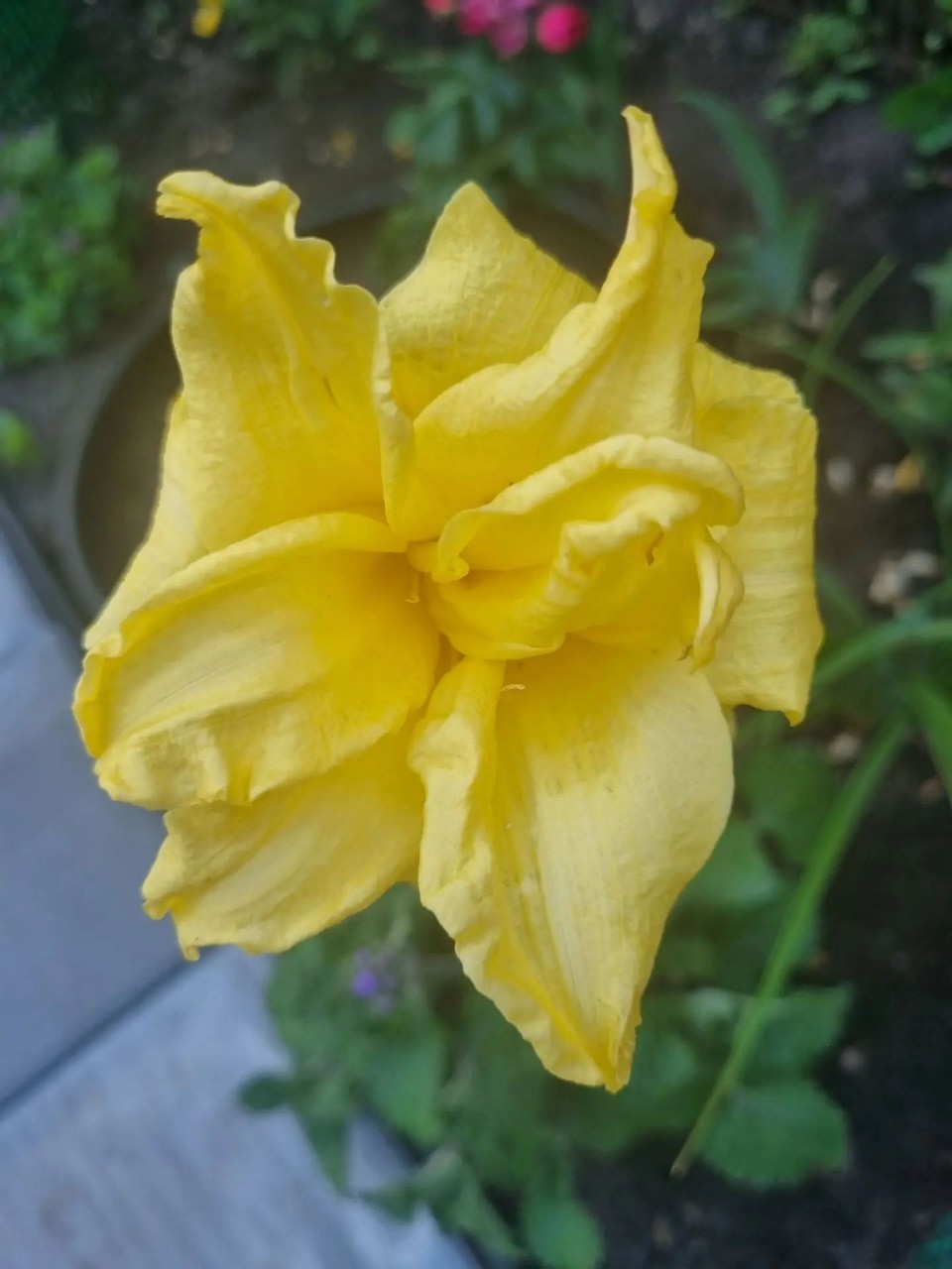 Flowers в LOOKY — публикация