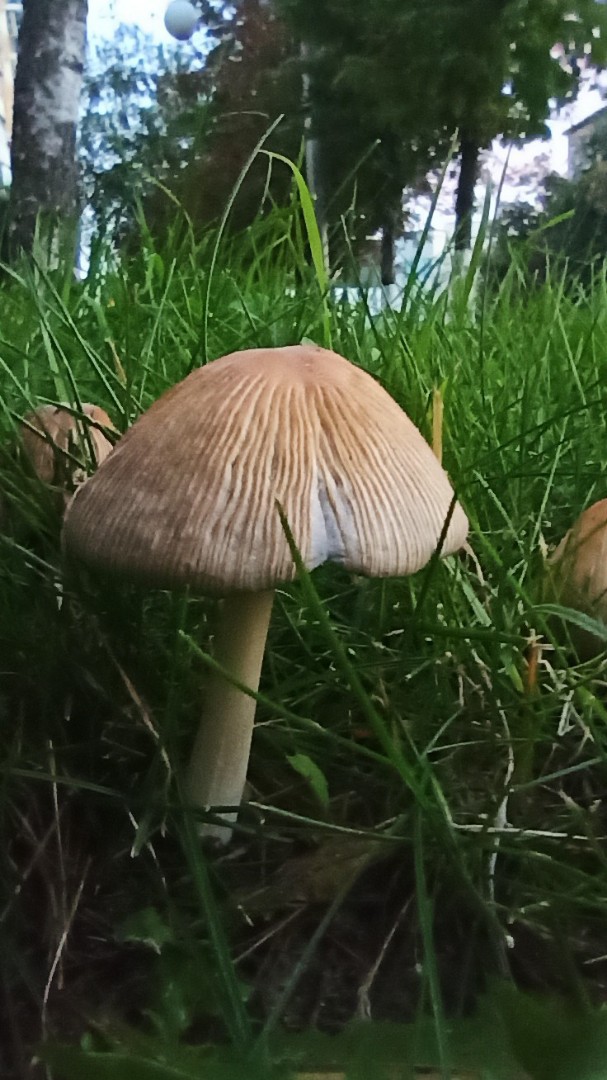 Городская поганка 😃