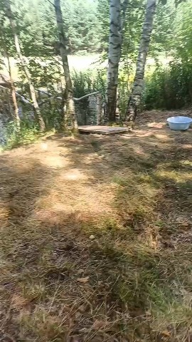 kornev_coach в LOOKY. . И такое там тоже ест...