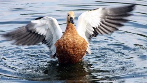 yuriy23 в LOOKY. #огарь,#утка,#птица,#птицы,#природа,#утки,#парк,#birds,#ducks,#nature,#пруд,#лето,#водоём. Огарь    /    #огарь...