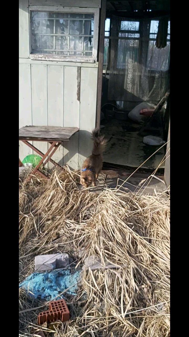 ХАнна в LOOKY. #котнадаче. Надо пповерить и сос...