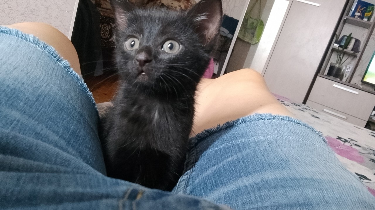 Маленькая кнопочка☺🐾❤
2 месяца, милая, нежная, ласковая, ходит в лоточек, кушает всё не привередливая, кто из Симферополя желает завести кошечку, пишите 😉


[#котята](котята) [#отдамкотенка](отдамкотенка) [#милота](милота) [#котятавдобрыеруки](котятавдобрыеруки) [#симферополь](симферополь) [#топ](топ) [#бесплатно](бесплатно) [#ждухозяина](ждухозяина) 