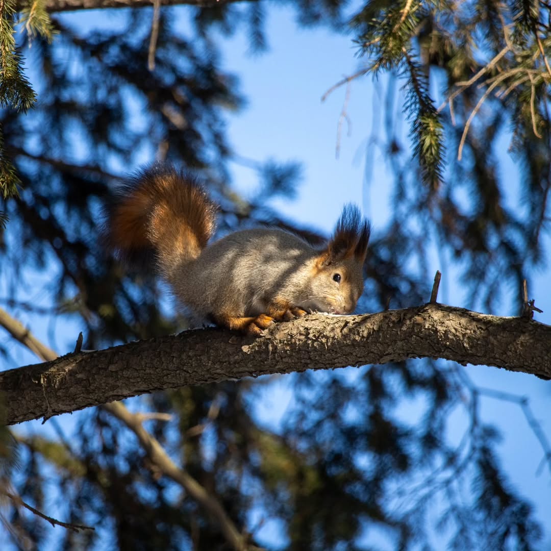 alx.a.lav в LOOKY. #squirrel,#белка,#шишка. #squirrel #белка #ши...