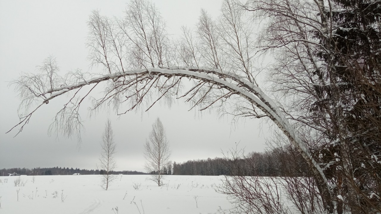 laivelis в LOOKY — #январь24
