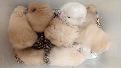 Анна_ЗОЖ_Хелфкоуч in LOOKY. . Распродажа хомячков,...