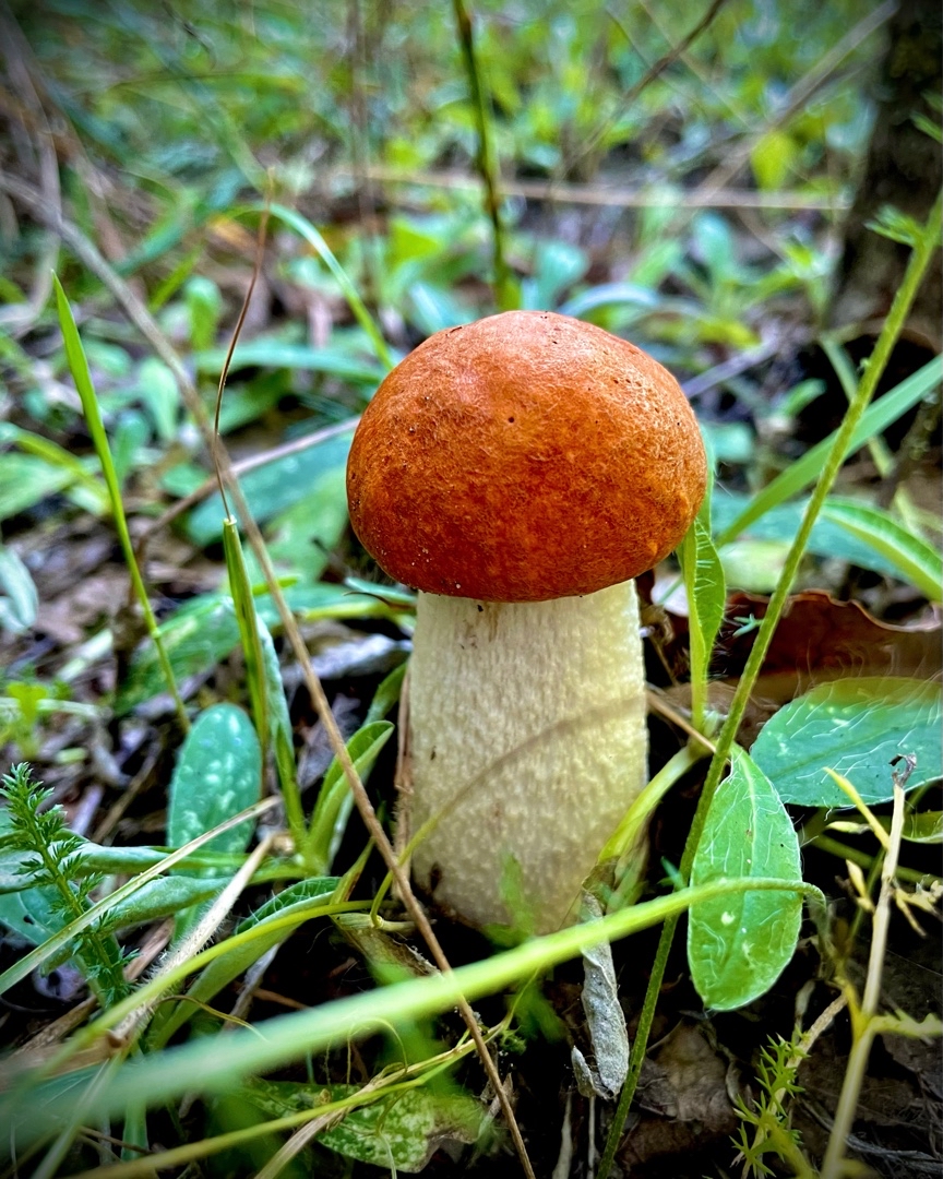 [#mobilephotography](mobilephotography) [#shotoniphone](shotoniphone) [#mushroom](mushroom) 