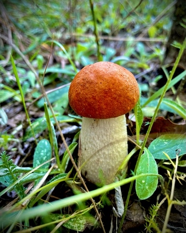 Glebeshnik в LOOKY. . [#mobilephotography]...