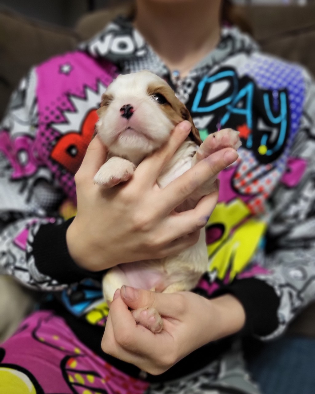 puppengame in LOOKY