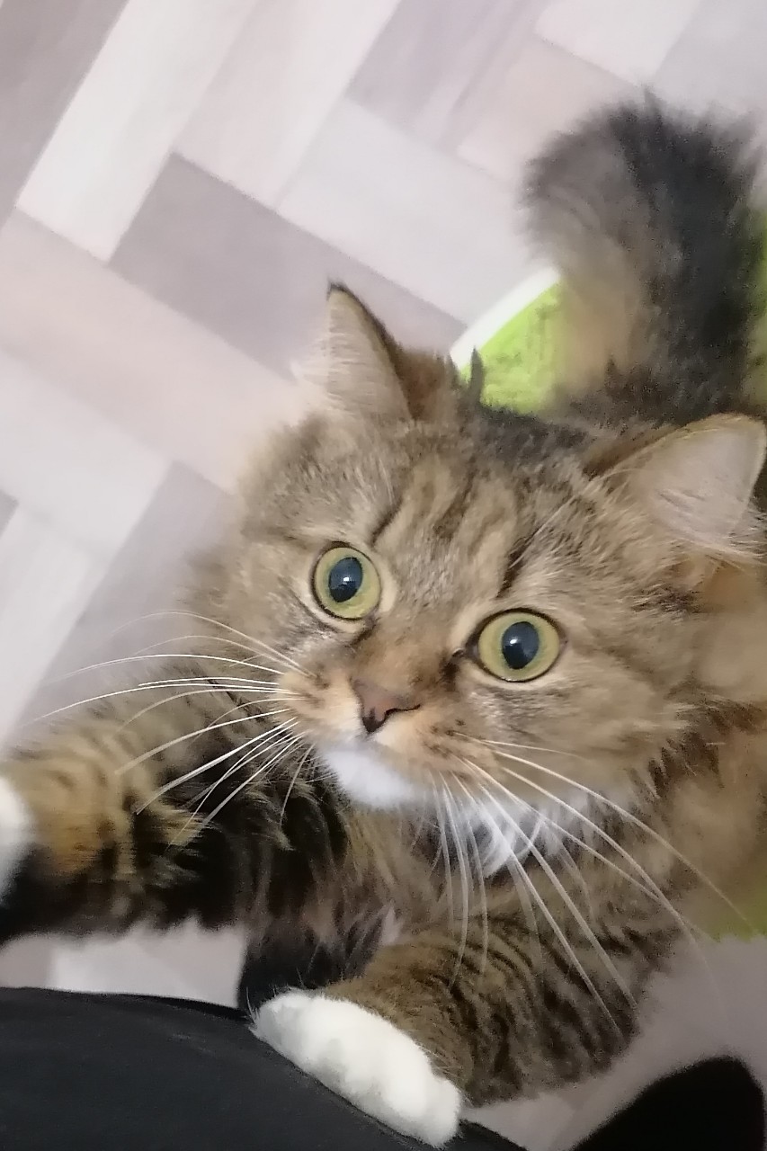 ... Мама, ну возьми на ручки... ❤️🐈