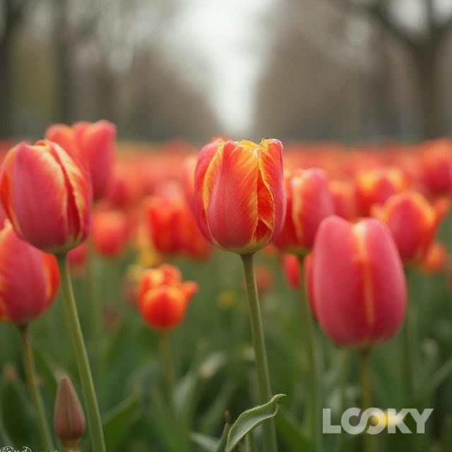 Юрий Чухарев в LOOKY. #Свой_аватар,#LOOKY_нейронка. #Свой_аватар #LOOKY_...