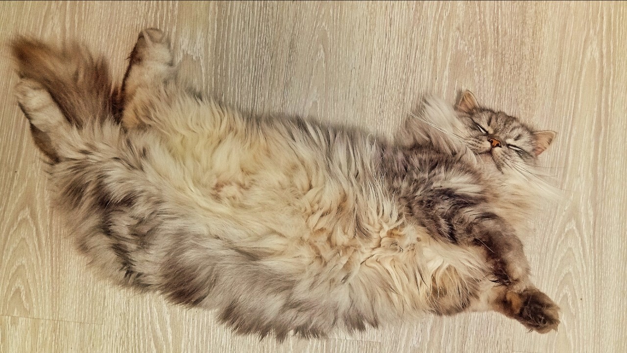 darenka_little в LOOKY. #кошки,#коты. После тяжёлого трудо...