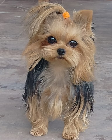 Love_Kelle в LOOKY. #mimi,#мален. [#yorkshireterrier ]...