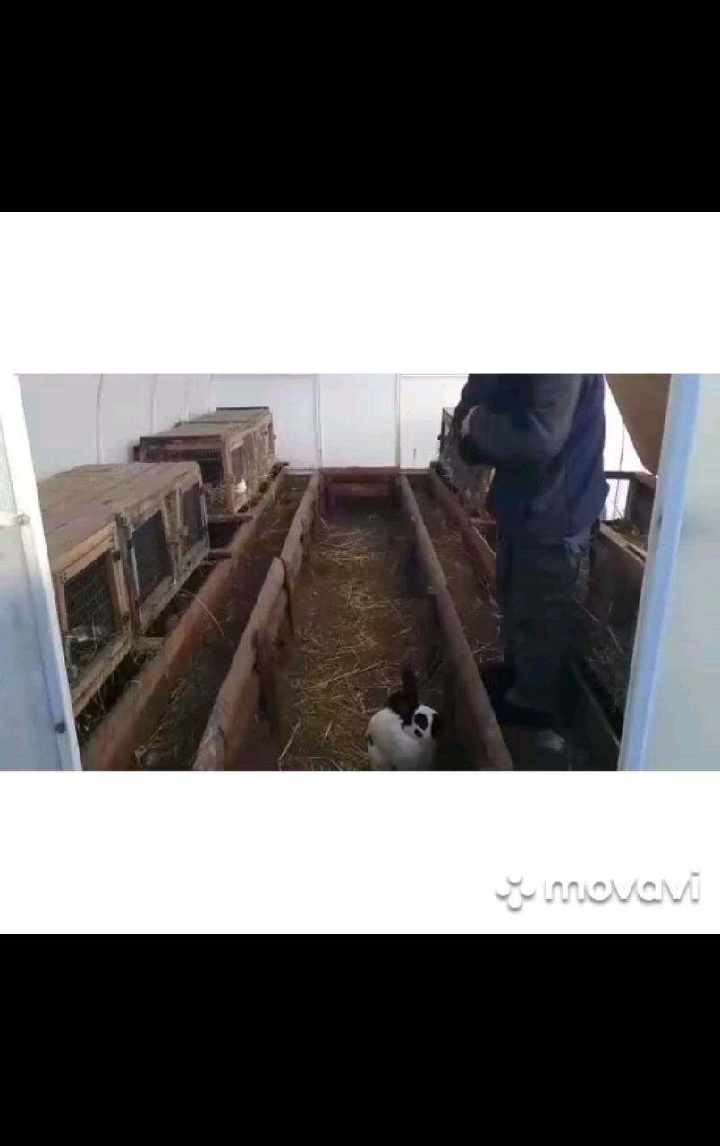 Живущий в России в LOOKY. #animals,#bunny,#pets,#rabbit,#funnyanimals. Bunnies want love.
#...