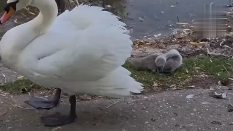 Катагири Юичи в LOOKY. . Родители, следите за...
