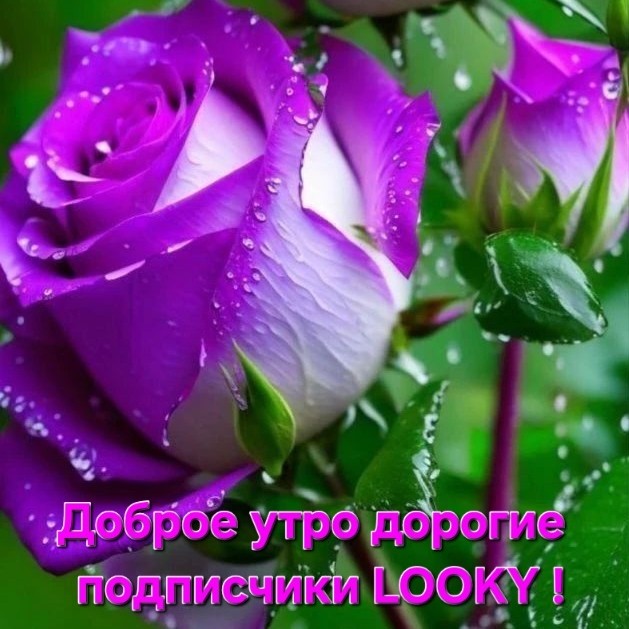 Looky_177521319440383 в LOOKY — публикация