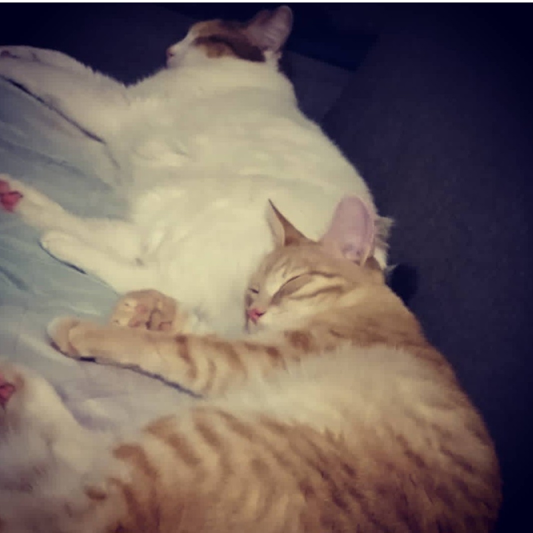 anna.litasova в LOOKY — Сплющки мои.#кот#кошка#мимими#мур#мяу#котики
