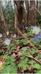 nina_melekhova в LOOKY. #золотороссии,#геленджик,#горы,#looky,#looky_you,#looky_топ
#looky_контент,#looky_блогер,#looky_рекомендации,#you,#looky_top,#looky_пост
#nina_melekhova,#nina_neiro,#март,#море,#небо,#закат,#100днейдолета,#первоцветы,#скоролето,#рилс,#looky_reels,#looky_рилс. Прогулка по лесу сег...