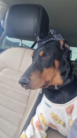 annet_anapa в LOOKY. #доберман,#доберманвмашине,#доберманохранник. Каждая поездка превр...