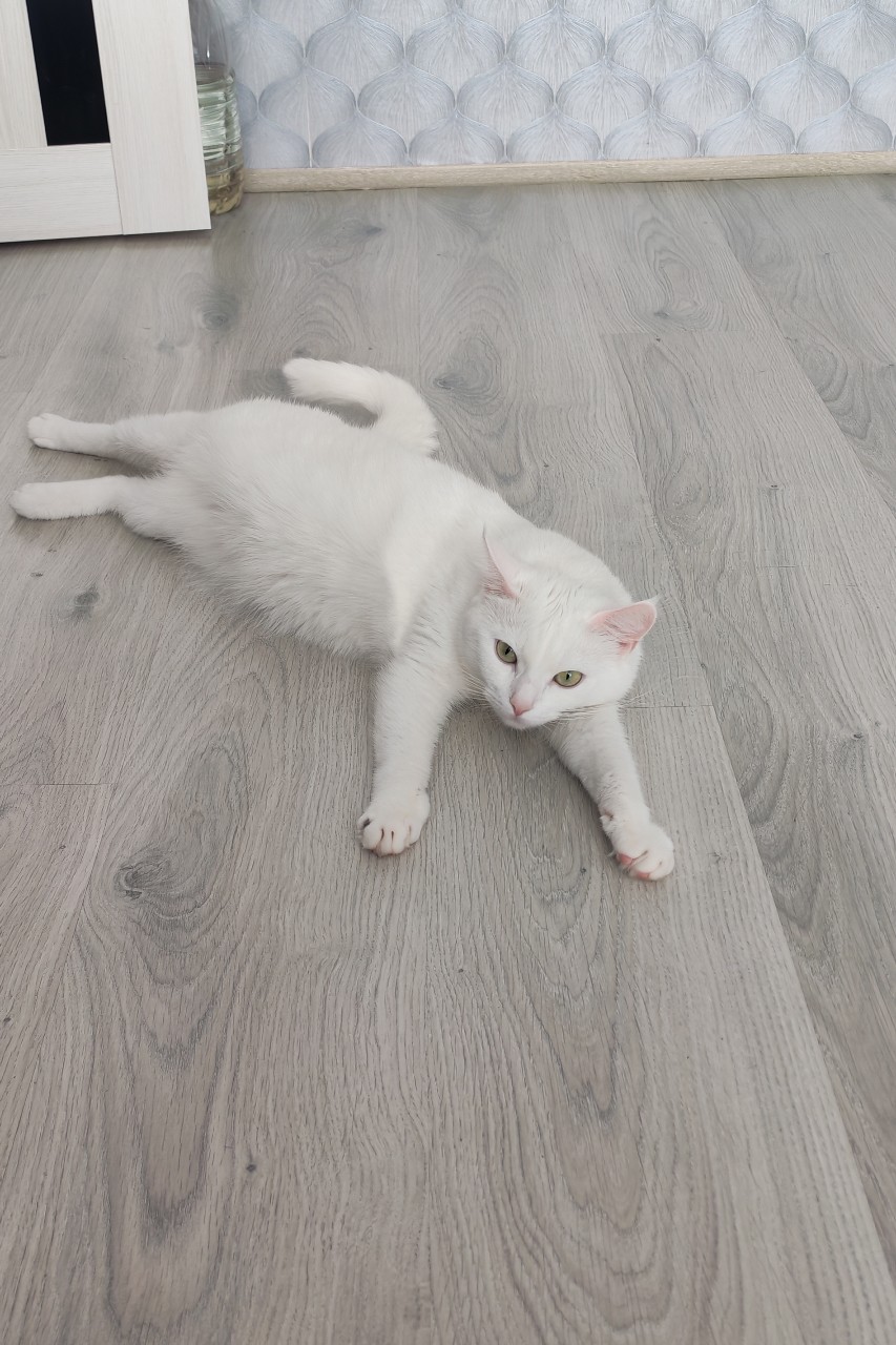Очень душно 🐈