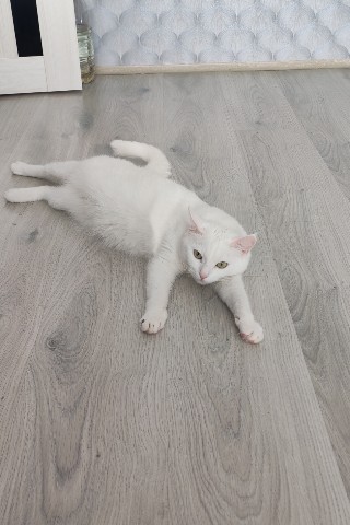 Looky_1701101074985 в LOOKY. . Очень душно 🐈