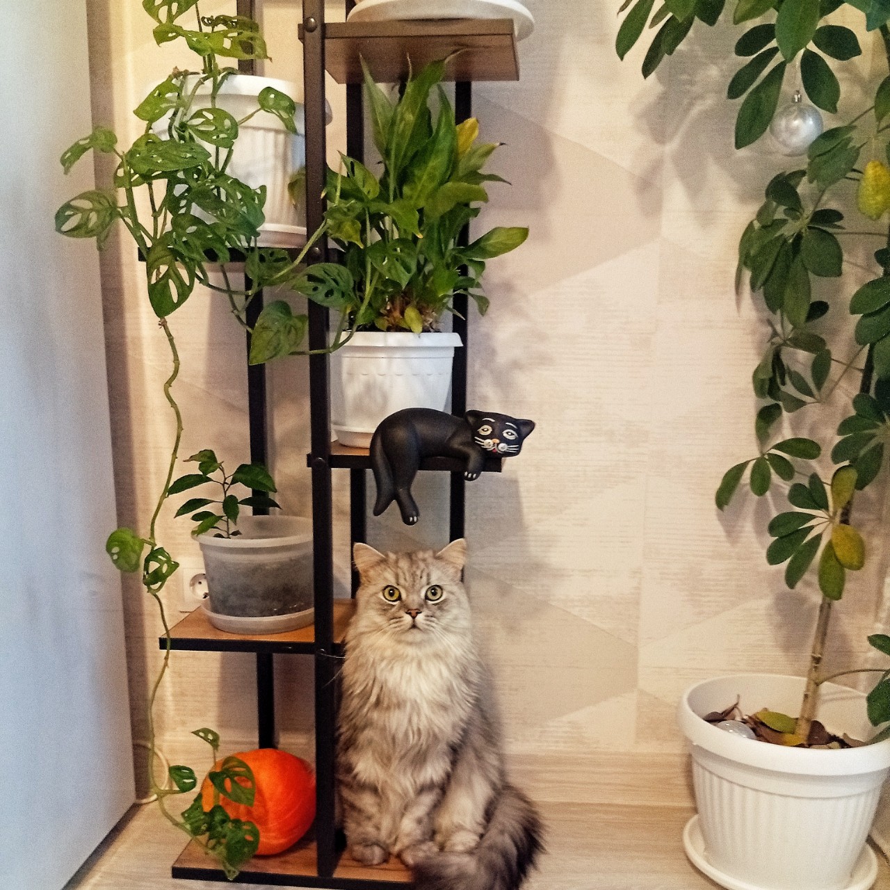 darenka_little в LOOKY. #котейка,#котики,#cats,#ilovemycat,#lovecats,#nature,#instacat,#kitty,#animals,#коты #кот #cat #catsofinstagram #кошка #кошки #котята #котик #котэ #catstagram #котенок #животные #catlover #catlovers #instacat #инстакот #котя #котятки #catlife #catoftheday #cats_of_instagram. #котейка #котики #ca...