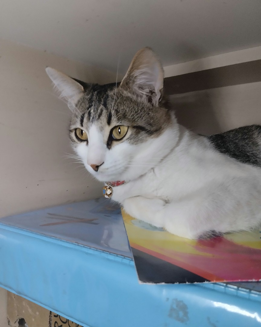 Кот Мурчик in LOOKY. . 