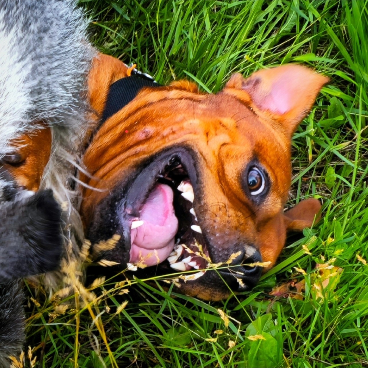 BuchTheStaffy in LOOKY