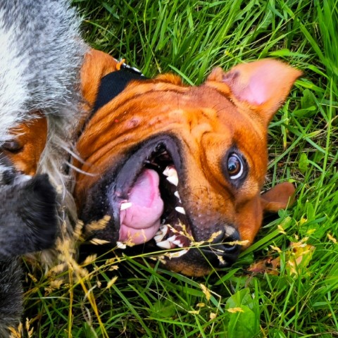 BuchTheStaffy в LOOKY. . 