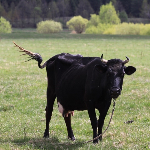 yuriy23 в LOOKY. #корова,#коровы,#скот,#природа,#деревня,#село,#ферма,#сельскаяжизнь,#cow,#cows,#farm,#village,#milk,#cattle,#домашниеживотные. Спереди вилы, сзади ...