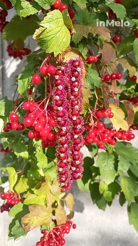 Лариса Кельина в LOOKY. #фриволите,#кружево,#ручнаяработа,#своимируками,#эксклюзив,#украшения,#творчество,#аксессуары,#handmade,#дизайн,#автор,#художник. 🌿🥀 "Калина красная...