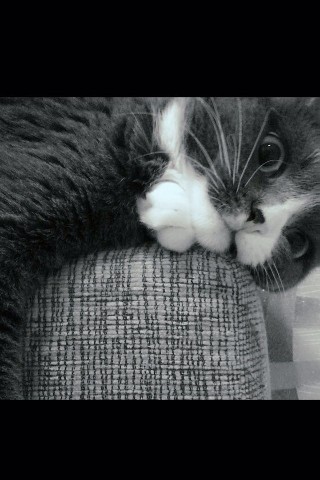 polovina_crevetca в LOOKY. . 