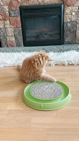 Simba в LOOKY. #котёнок. Любимая игрушка 
[#м...