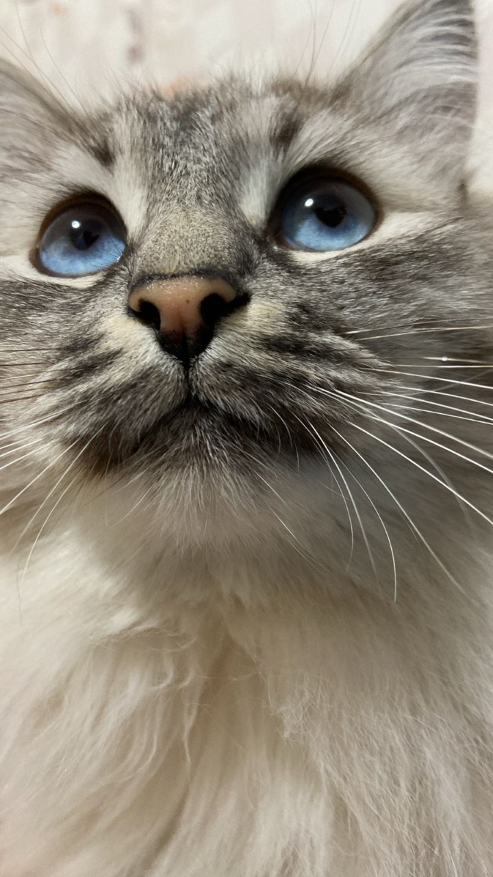 Кот моей дочери #котикСимба #кот #котик #котики