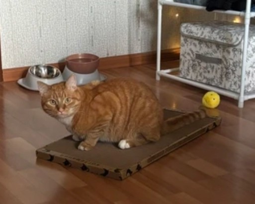 kogtedralka в LOOKY — ✅️"Сразу отобрал из рук и уселся использовать по назначению)