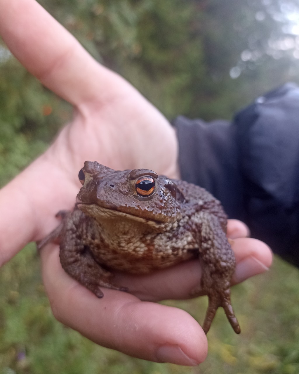 🗿🐸🐾